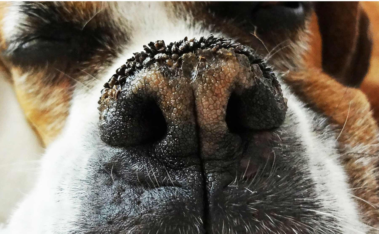 BOXER DRY NOSE